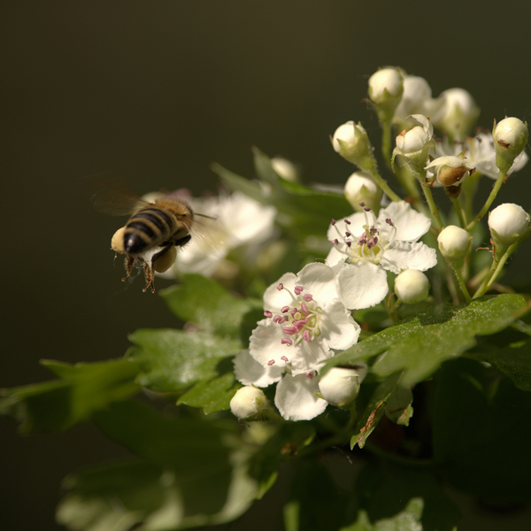 Local honey from hawthorn blossom