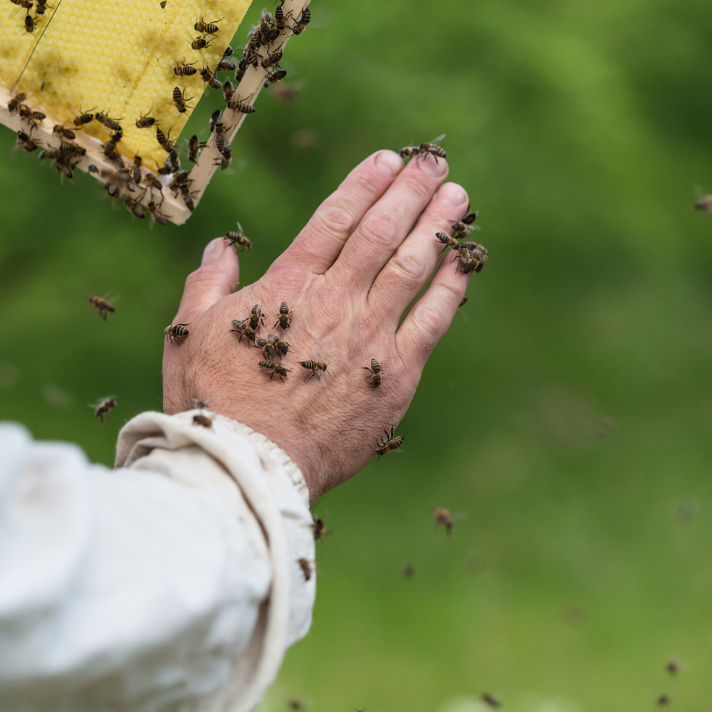 Telling the bees honey s honey